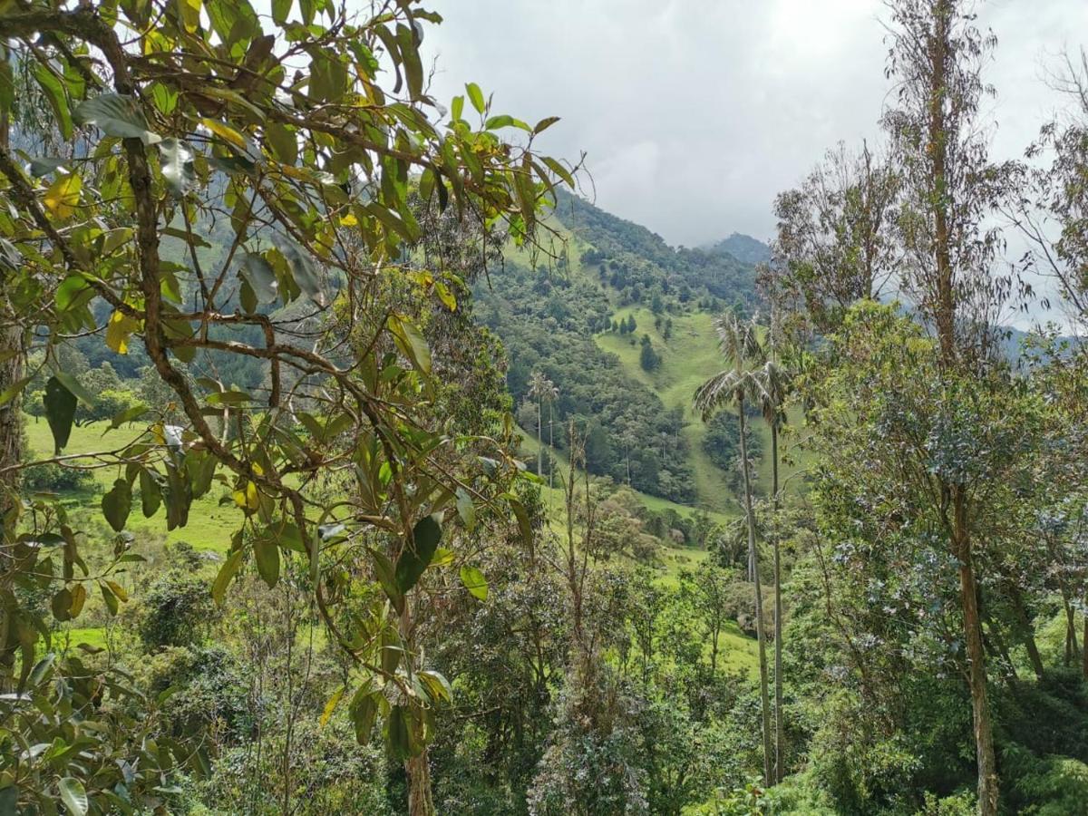 סאלנטו Cabanas Valle Del Cocora La Truchera מראה חיצוני תמונה
